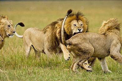 被取消开发的《古惑狼5》曾计划联动《小龙斯派罗》